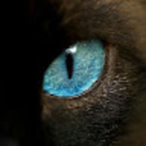 Meet your Posher, Zachariah-bin